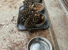 Bengal kittens for sale