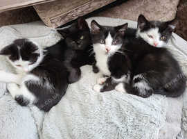 kittens