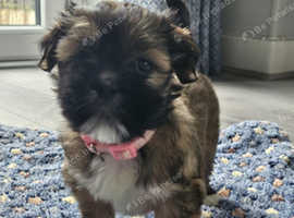 LHASA APSO PUPPIES READY TO LEAVE