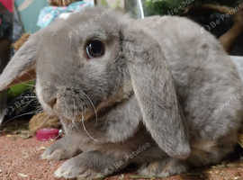 Mini plush lop hotsell for sale near me