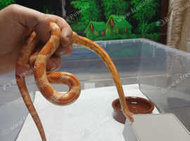 Albino baby corn snake
