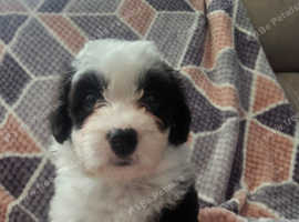 Bichon frise x border 2024 collie