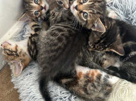 BENGAL KITTENS