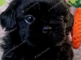 Shih tzu Puppy (Male Black)