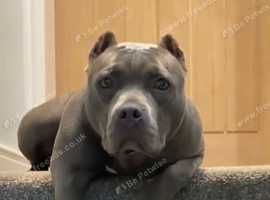 WINTER FEMALE BLUE AMERICAN BULLDOG ABKC MICROCHIPPED & FULLY VACINATED D.O.B 19.06.2020