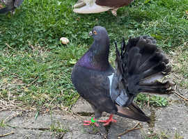 Fancy pigeons