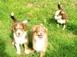 Australian Shepherd Mini