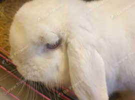 Friendly rabbit for sell White
