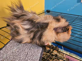 2 guinea pigs for sale