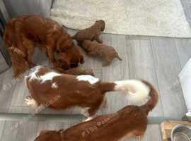 3 cavalier king charles puppies