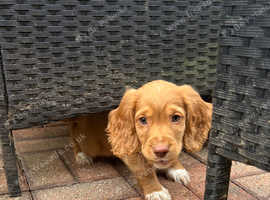 Cocker spaniel