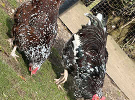 Speckled Sussex breeding set
