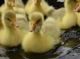 Embden goslings