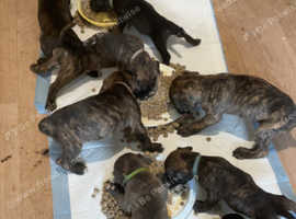 Presa canario cross cane corso pups