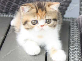 Munchkins kittens ready for their new home