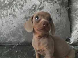 READY NOW. ISSABELLA DAPPLED DACHSHUND PUPPIES FOR SALE