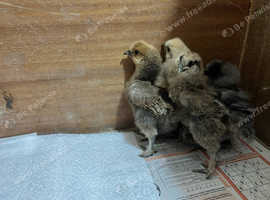Bantam silkie chicks