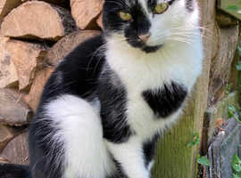 Smudge, missing cat since Wednesday 24th