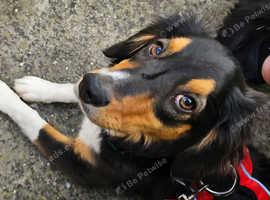 Amazing baby girl poppy in need of a home