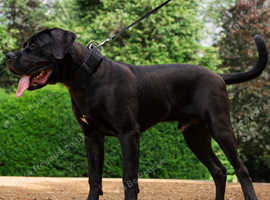 Lovely Boerboel Male