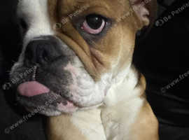 8 month old oldee English bulldogge