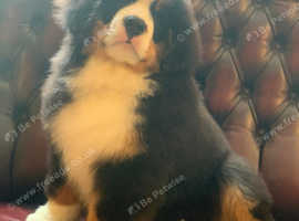 Bernese Mountain Dog Puppies