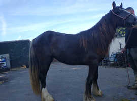 22 month old dark brown cob filly with four whites.