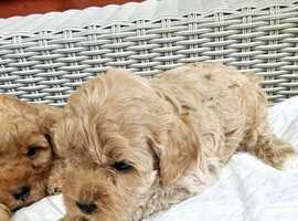 Ruby red cavapoo 2025 puppies for sale