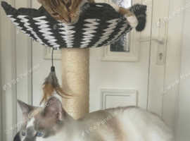 Beautiful ragdoll/Siamese for rehoming