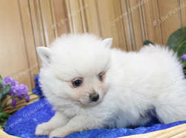 New Beigining Pomeranian puppies