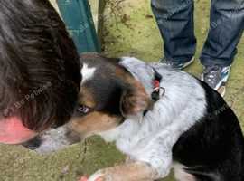 Border collies mix