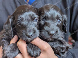Beautiful F1 Toy Sprockerpoo puppies