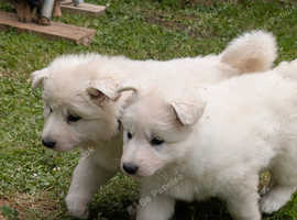 Long Coat Pups - Health tested parents