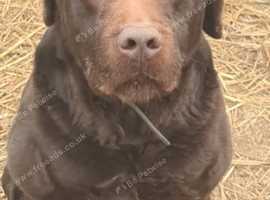 Chocolate Labrador 5 years old Free good home