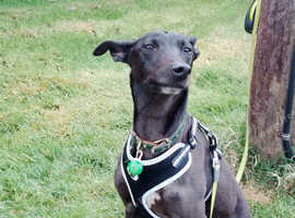 Quiet good tempered family pet needs a new home