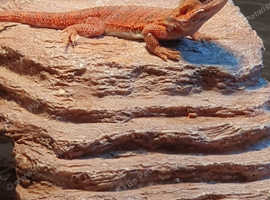 Red bearded dragon juvenile
