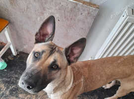 1 Yr old Belgium melimute