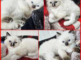 BEAUTIFUL RAGDOLLS KITTENS.2 Boys available.