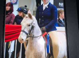 Superstar pony club pony