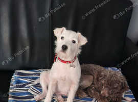 2 year old girl parson terrier for sale