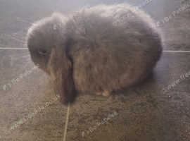 Male mini lop rabbits best sale for sale