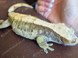 Female Green Harliquin Crested Gecko