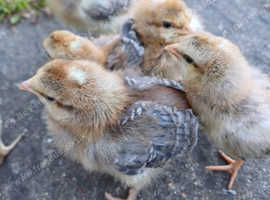 7x PURE male Cream Legbar chicks!