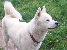 Siberian husky's