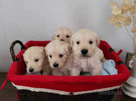 Golden retriever beautiful puppies looking for new homes