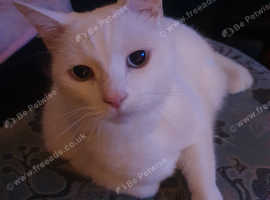 Beautiful Khao Manee cat