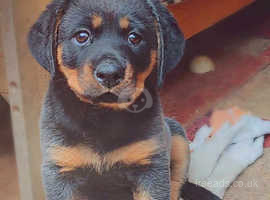 Rottweiler Dogs and Puppies UK | Find Puppies and Dogs at Freeads