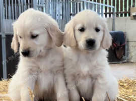 Beautiful golden retriever puppies