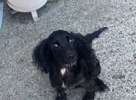 Female cocker spaniel
