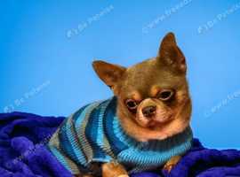 Chihuahua for sale north hot sale yorkshire